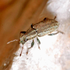 Sitona humeralis