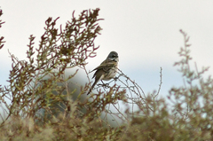 Artemisiospiza belli