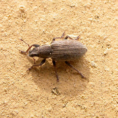 Sitona lineatus