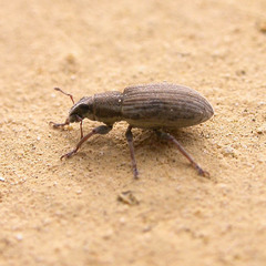 Sitona lineatus