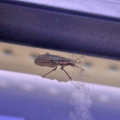 Sitona lineatus