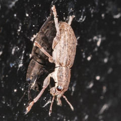 Sitona puncticollis