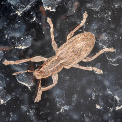 Sitona puncticollis