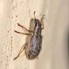 Sitona macularius
