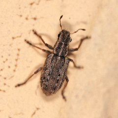 Sitona macularius