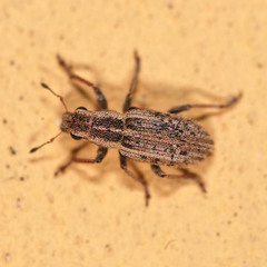 Sitona macularius
