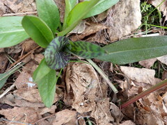 Dactylorhiza fuchsii