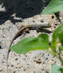 Aspidoscelis scalaris