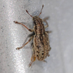 Sitona macularius