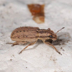 Sitona macularius