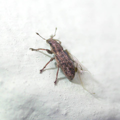 Sitona humeralis