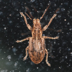 Sitona puncticollis