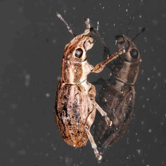 Sitona puncticollis