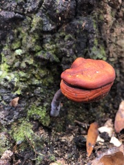 Ganoderma curtisii