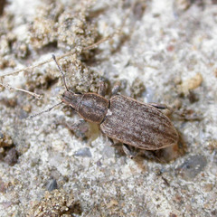 Tanymecus palliatus