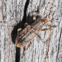 Sitona puncticollis