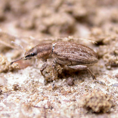 Tanymecus palliatus