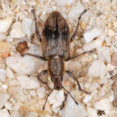 Tanymecus palliatus