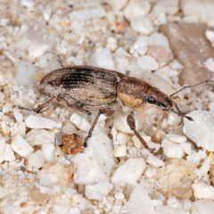 Tanymecus palliatus