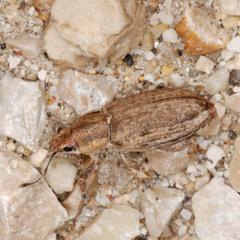 Tanymecus palliatus