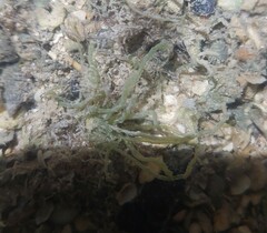 Ulva meridionalis