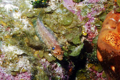 Gobioclinus filamentosus