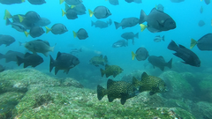 Oplegnathus insignis