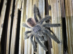 Avicularia juruensis
