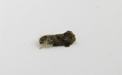 Acrolophinae