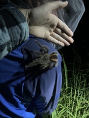 Avicularia juruensis