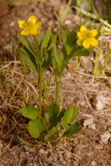 Ranunculus inamoenus