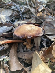 Ganoderma curtisii