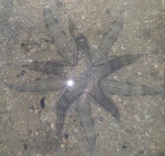 Archaster typicus