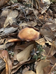 Ganoderma curtisii