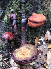 Ganoderma curtisii