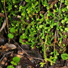 Selaginella denticulata