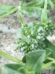 Valerianella