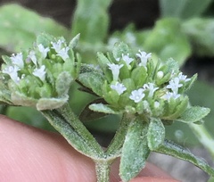 Valerianella