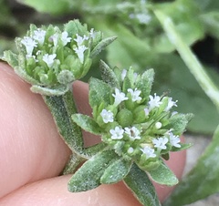 Valerianella