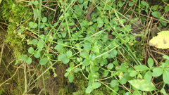 Lysimachia nummularia