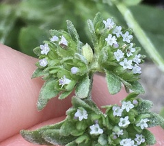 Valerianella