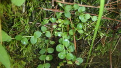 Lysimachia nummularia
