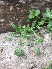Valerianella