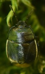 Legnotus limbosus