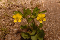 Ranunculus inamoenus