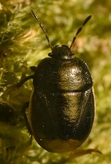 Legnotus limbosus