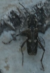 Xylotrechus rusticus