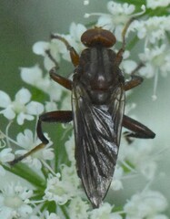 Hammerschmidtia ferruginea