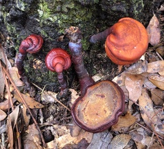 Ganoderma curtisii