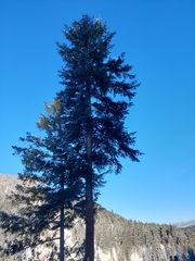 Pseudotsuga menziesii